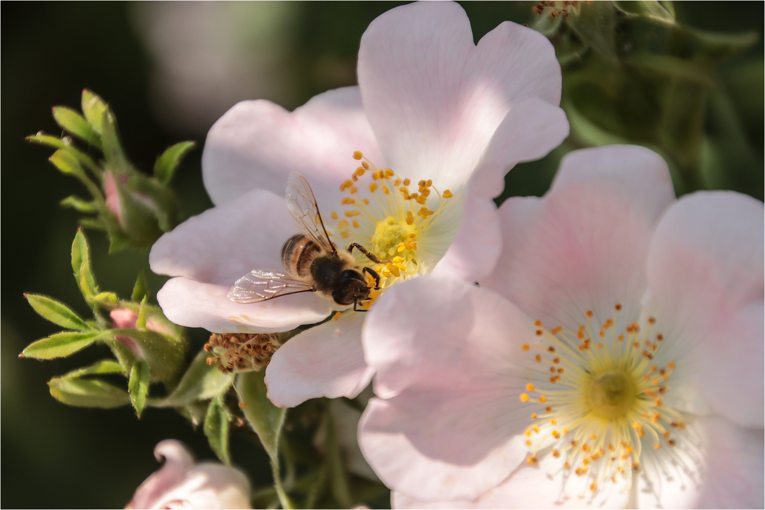 Fleißiges Bienchen