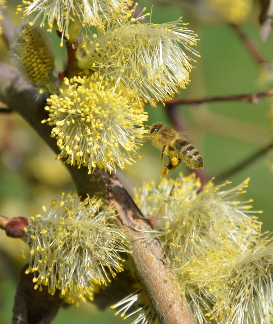 Fleissiges Bienchen