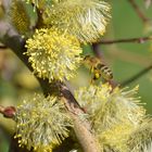 Fleissiges Bienchen