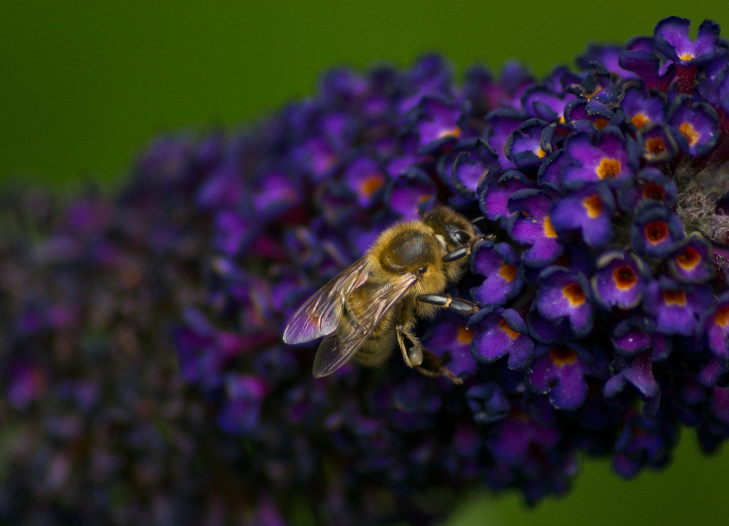 Fleißiges Bienchen