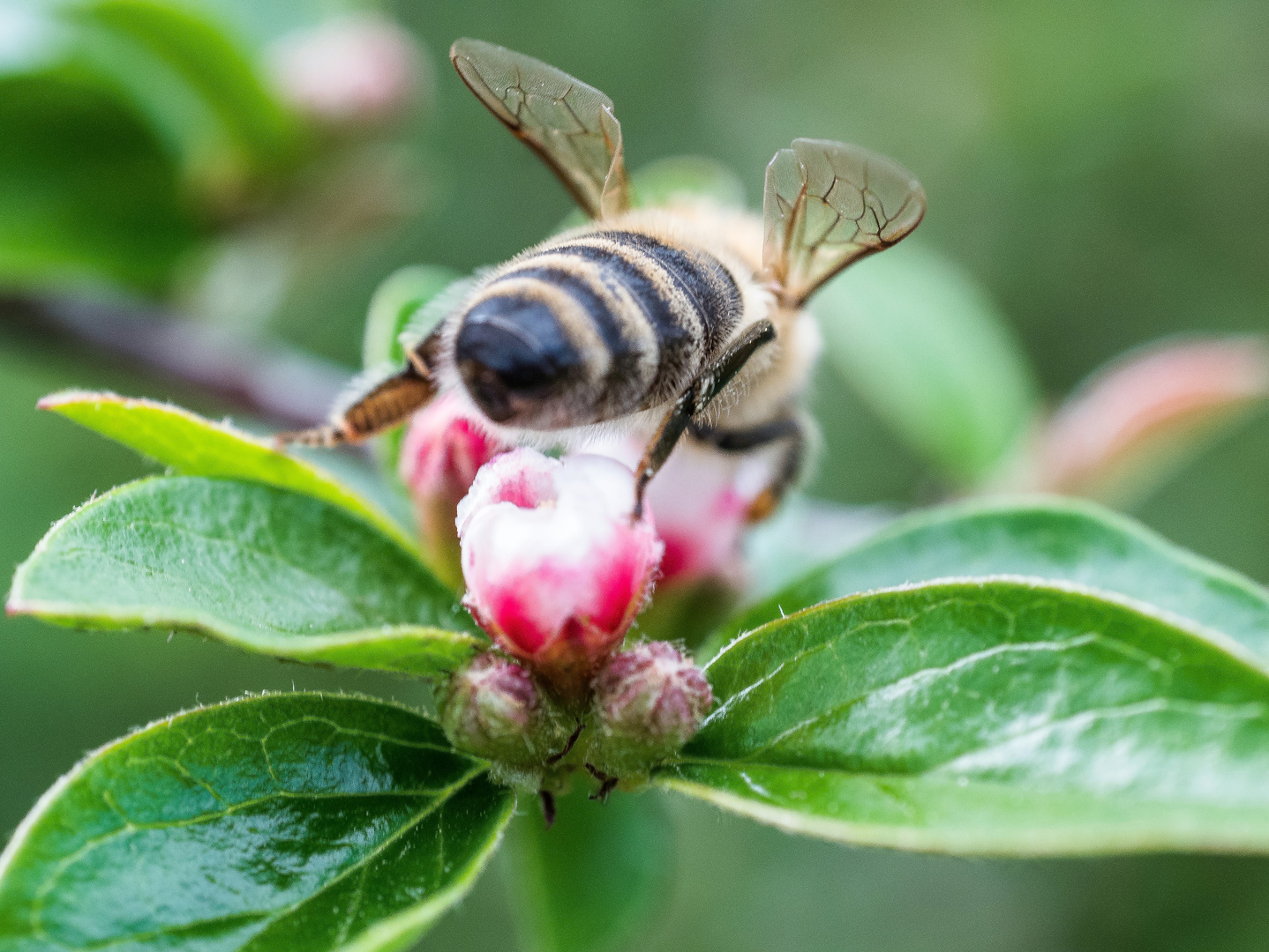 fleißiges Bienchen