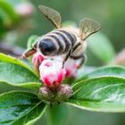 fleißiges Bienchen