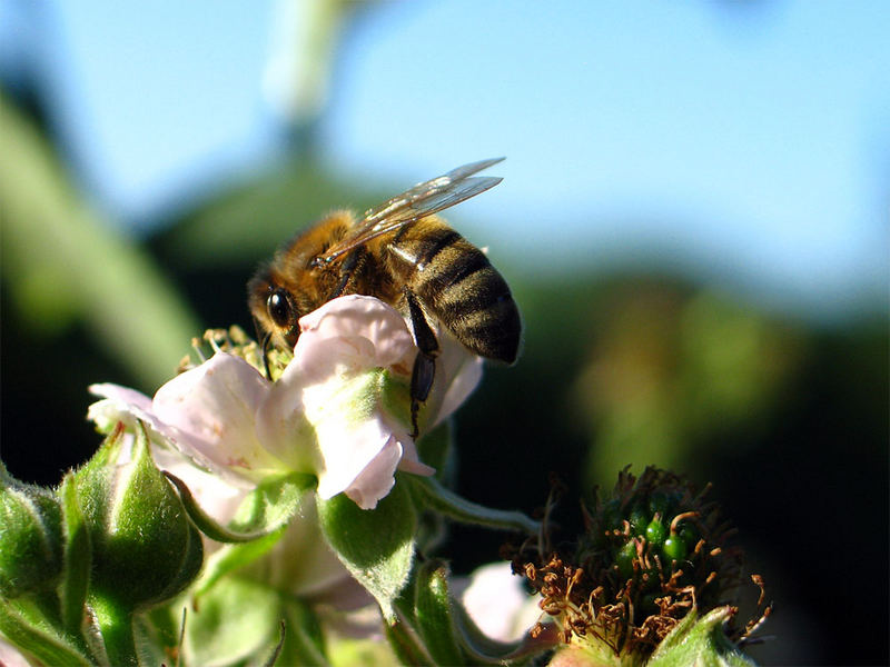 Fleißiges Bienchen