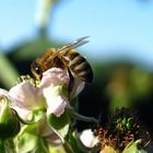 Fleißiges Bienchen