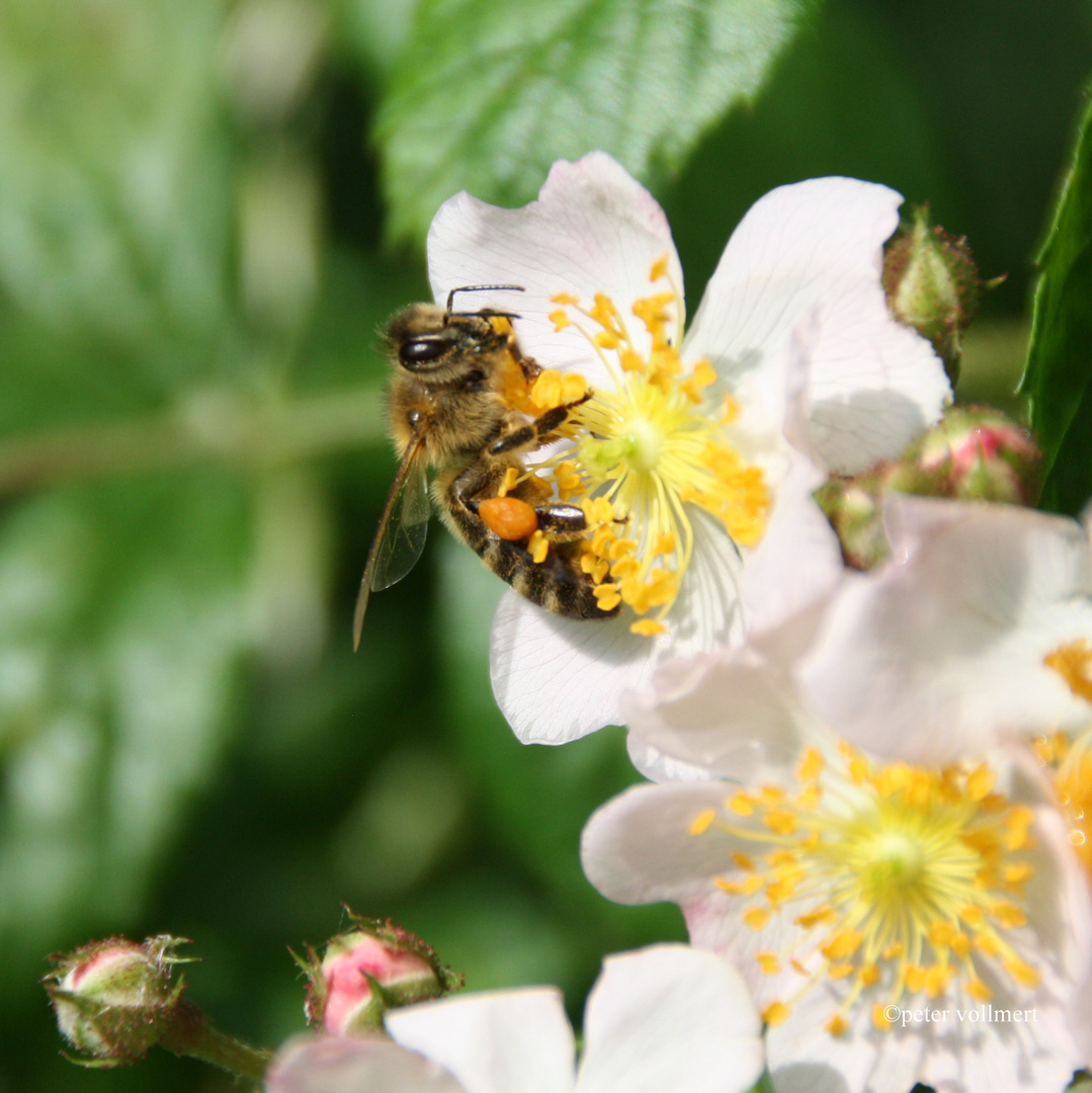 Fleißiges Bienchen