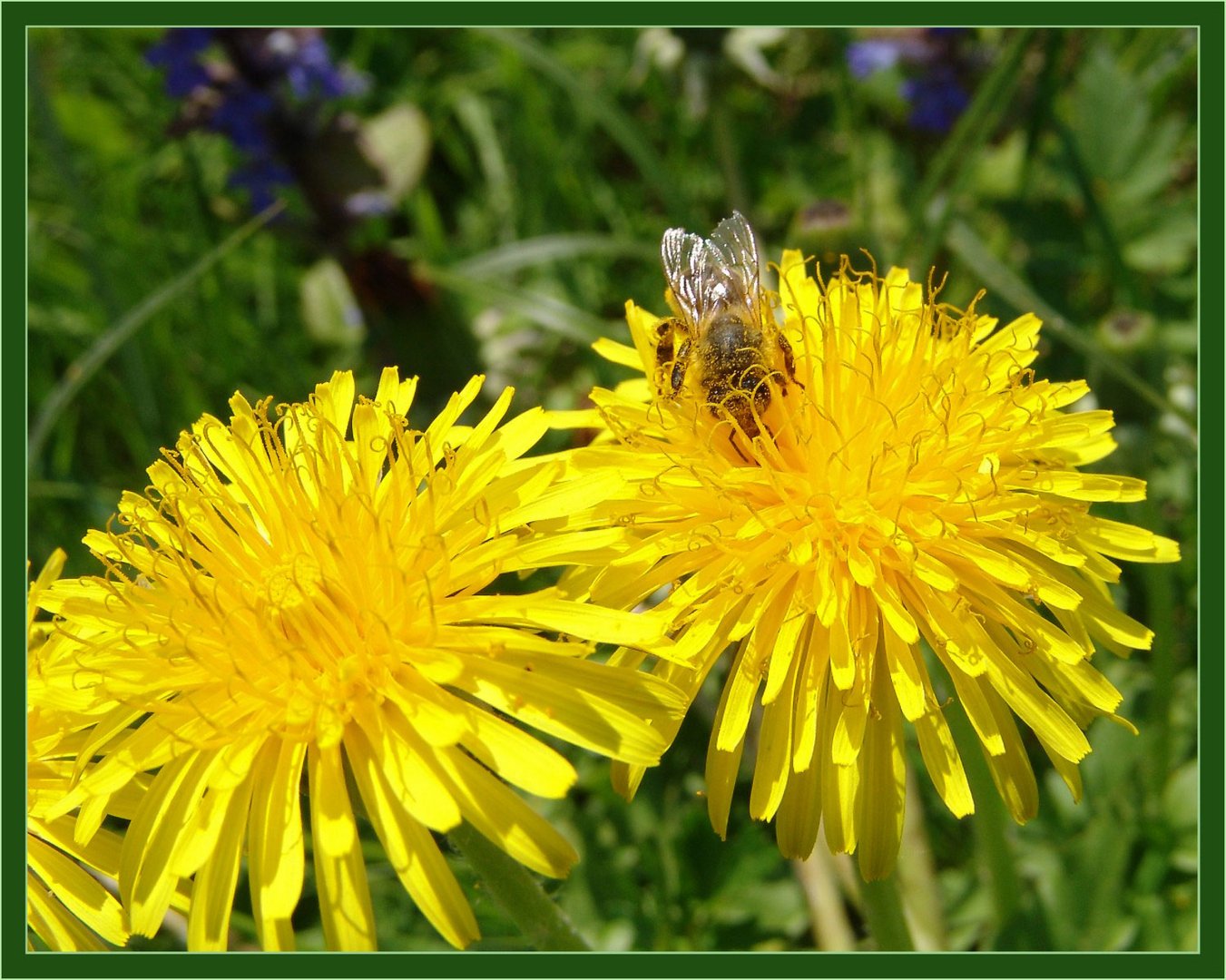 Fleißiges Bienchen