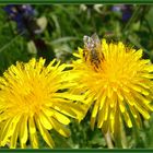 Fleißiges Bienchen