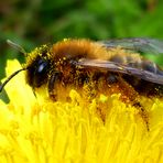 Fleißiges Bienchen!