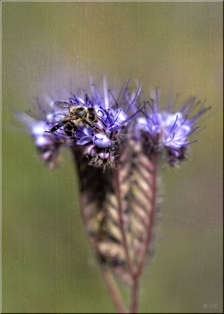 fleißiges Bienchen