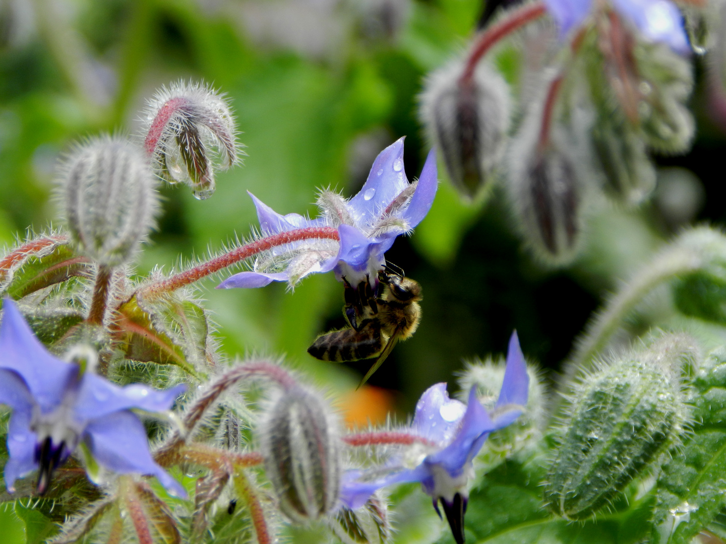 fleißiges Bienchen