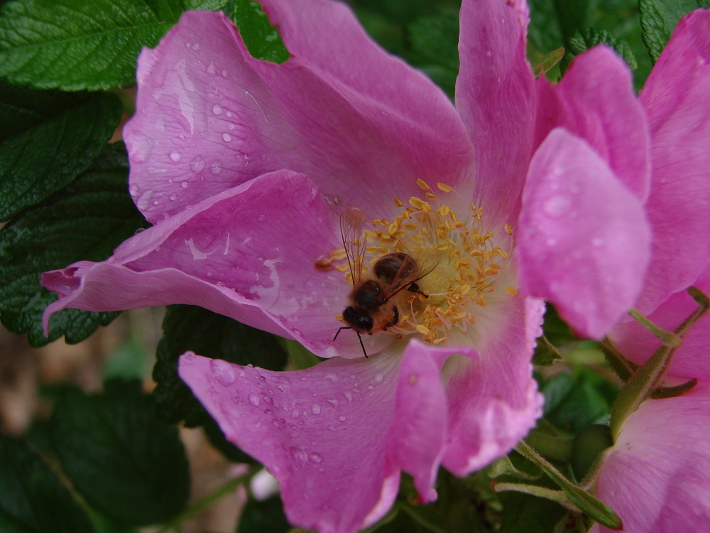 Fleißiges Bienchen....