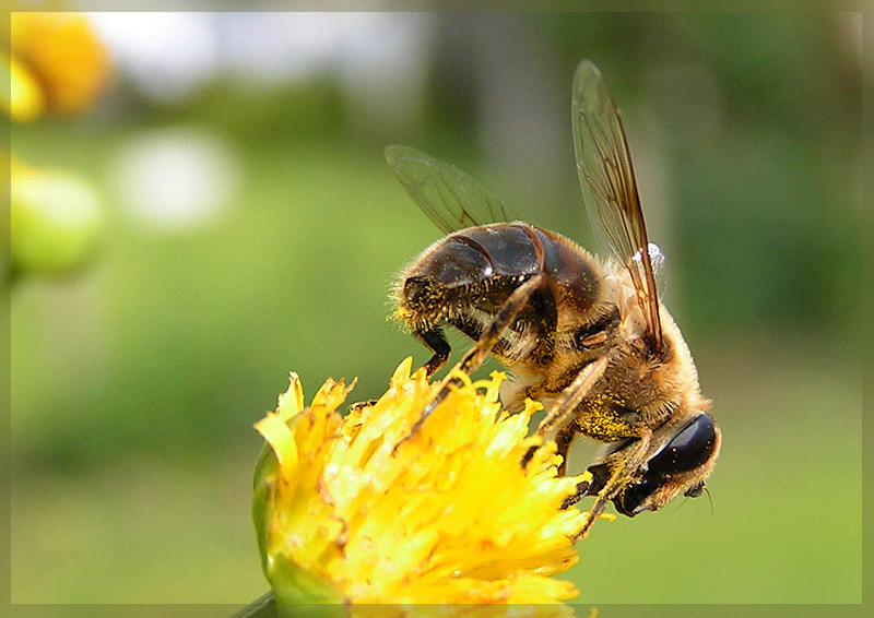 fleißiges Bienchen..