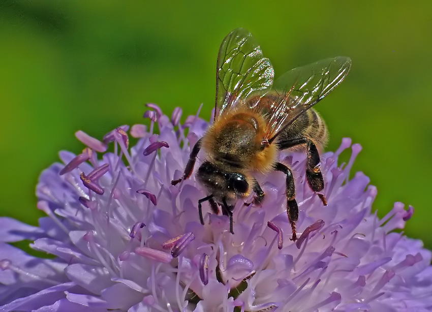 Fleißiges Bienchen