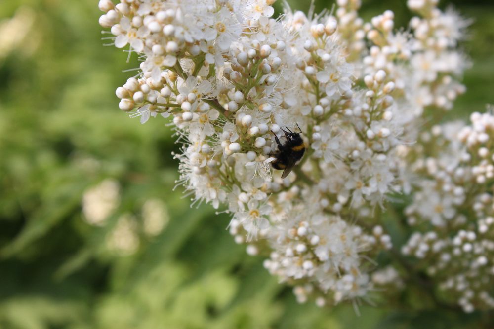 fleißiges Bienchen #1