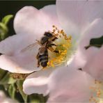 Fleißiges Bienchen 1