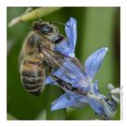 fleissiges bienchen (1)