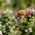 fleißiges Bienchen 1