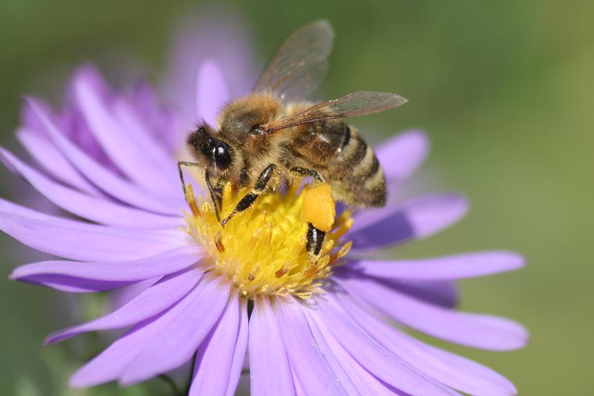 Fleissiges Bienchen