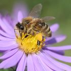 Fleissiges Bienchen