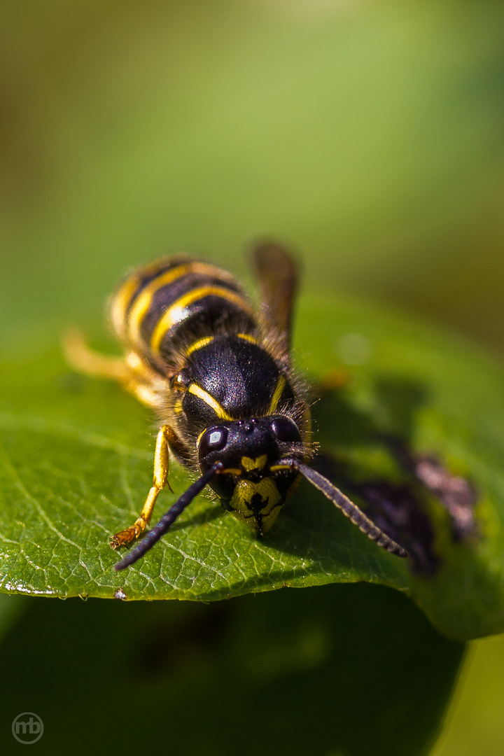 Fleißiges Bienchen