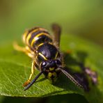 Fleißiges Bienchen