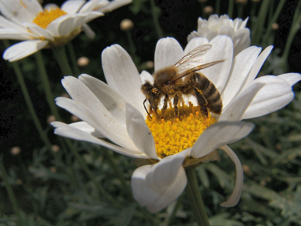 fleißiges Bienchen