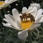 fleißiges Bienchen