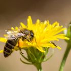 Fleißiges Bienchen