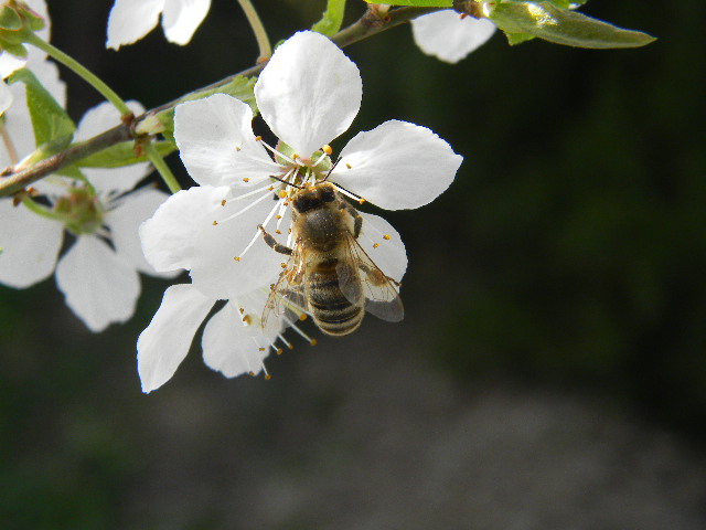 Fleissiges Bienchen