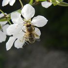 Fleissiges Bienchen