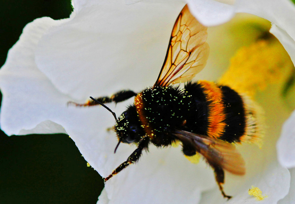 fleissiges Bienchen