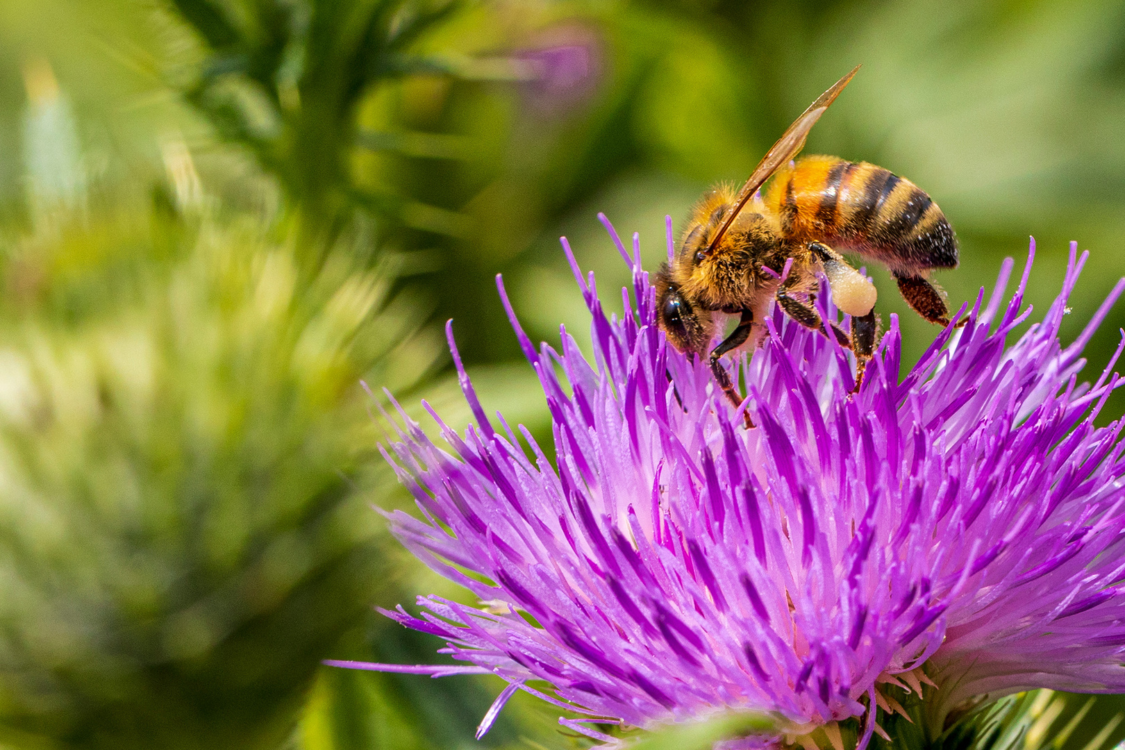 Fleißiges Bienchen