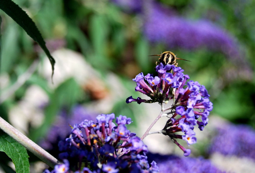 Fleißiges Bienchen