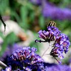 Fleißiges Bienchen