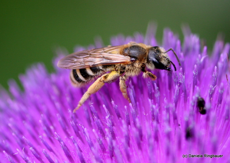 fleißiges bienchen