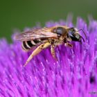 fleißiges bienchen