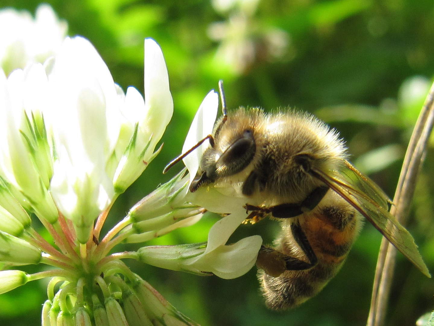 Fleißiges Bienchen