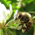 Fleißiges Bienchen