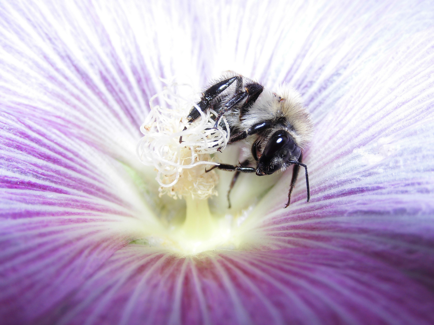 Fleißiges Bienchen