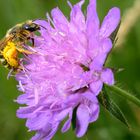 Fleißiges Bienchen