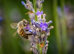 Fleißiges Bienchen