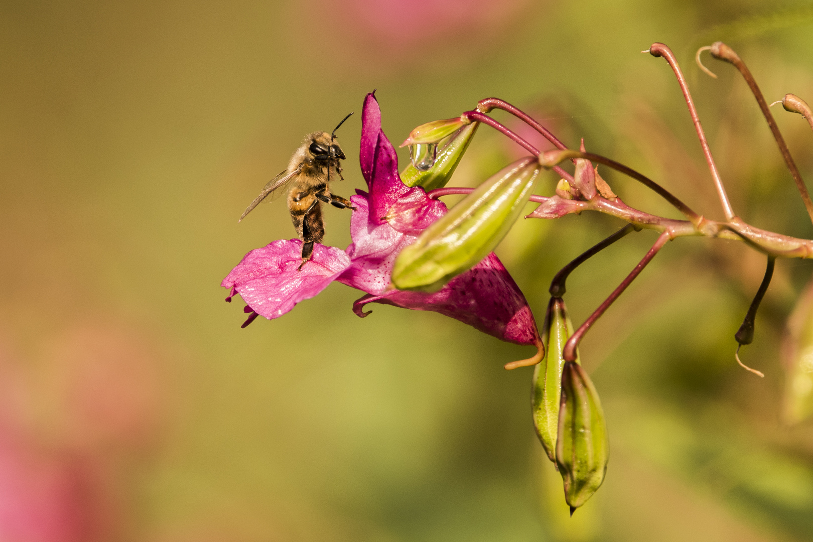 Fleißiges Bienchen