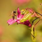 Fleißiges Bienchen