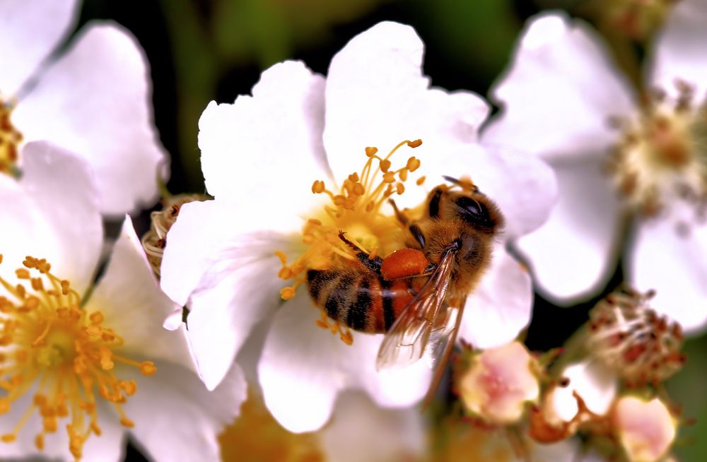 Fleißiges Bienchen