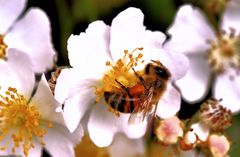 Fleißiges Bienchen