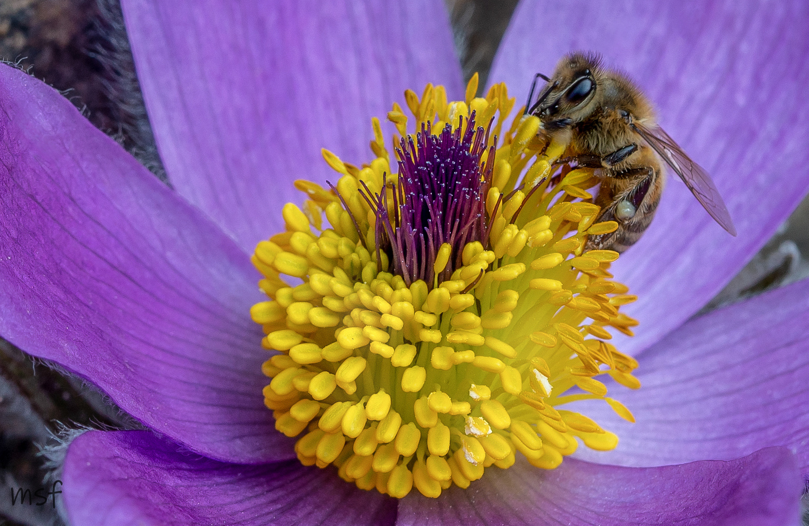 Fleißiges Bienchen