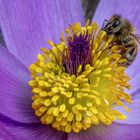 Fleißiges Bienchen