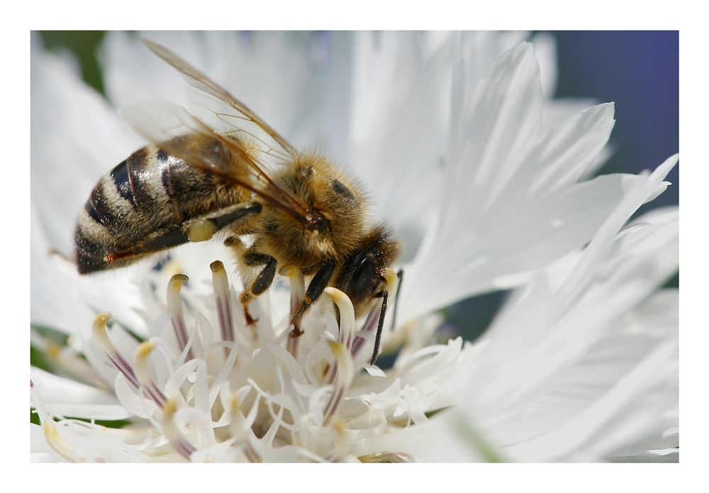 Fleißiges Bienchen...