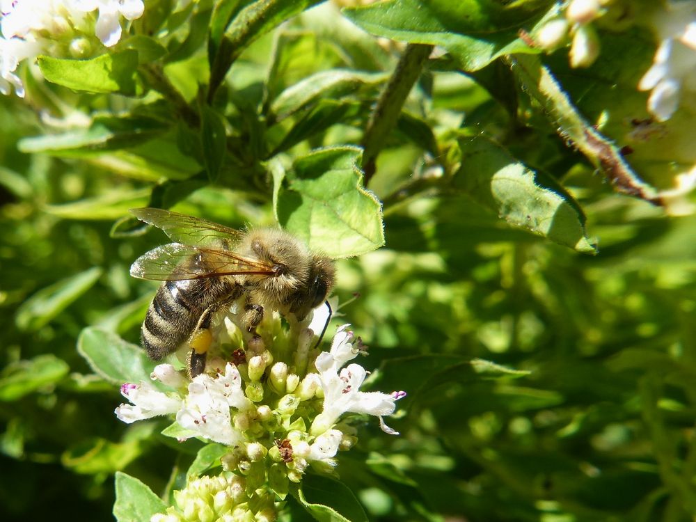 Fleißiges Bienchen