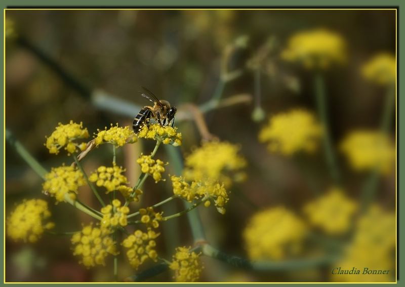 Fleissiges Bienchen